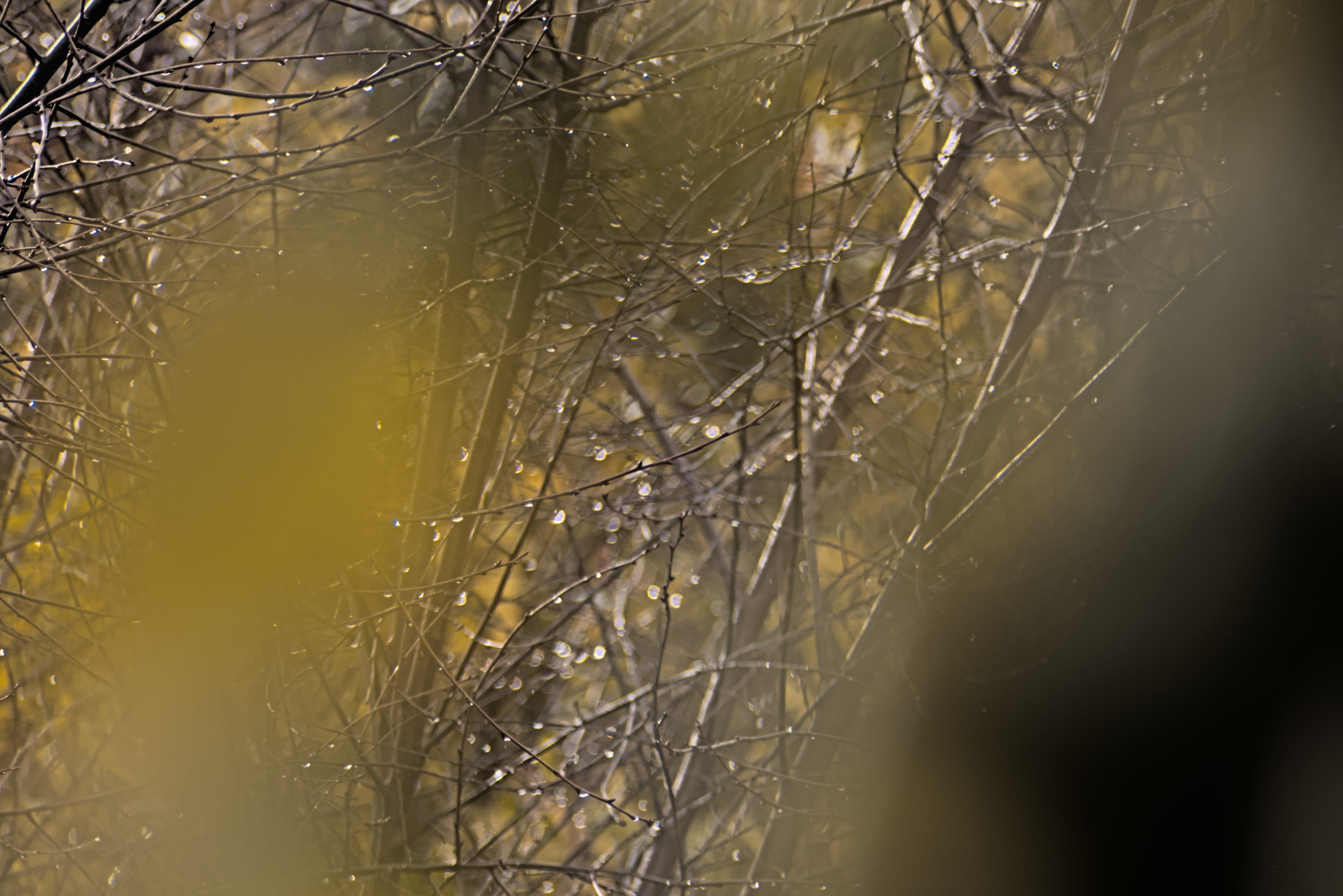 Pentacon 200mm f4  G.D.R.  (M42) - _I4A0053.jpg